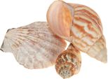 Decorazione Di Conchiglie Naturali 350G Set Di 3 Decorazione Estiva Marittima