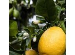 Albero Di Limone 'Zagara Bianca' - Citrus X Limon, 100-140 Cm, Fiori Profumati, Limoni Commestibili, Pianta Mediterranea In Contenitore