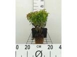 12 X Cornus Ser. 'Kelsey's Dwarf' ('Kelseyi') - Zwerg-Hartriegel 'Kelsey's Dwarf - Topf 9 Cm X 9 Cm