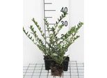 12 X Lonicera Pileata - Caprifoglio Rampicante - Vaso 9 Cm X 9 Cm