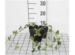 12 X Hedera Helix - Edera Comune - Vaso 9 Cm X 9 Cm