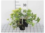 12 X Pachysandra Term. 'Green Sheen' - Uomo Spesso - Vaso 9 Cm X 9 Cm