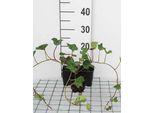 12 X Hedera Hibernica - Edera Irlandese - Vaso 9 Cm X 9 Cm