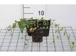 12 X Vinca Minor 'Gertrude Jekyll' - Piccolo Sempreverde 'Gertrude Jekyll' - Vaso 9 Cm X 9 Cm