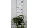 12 X Vinca Minor 'La Grave' ('Varietà Bowles') - Kleines ImmergrüN 'La Grave' - Topf 9 Cm X 9 Cm