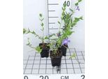 12 X Vinca Difformis ( Acutiloba) - ImmergrüN - Topf 9 Cm X 9 Cm