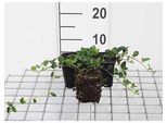 12 X Vinca Minor 'Alba' - Piccola Pervinca A Fiori Bianchi - Vaso 9 Cm X 9 Cm