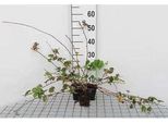 12 X Rubus Hybr. 'Betty Ashburner' - Mora 'Betty Ashburner' - Vaso 9 Cm X 9 Cm