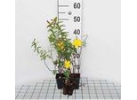 12 X Hypericum Hybr. 'Hidcote' - Erba Di San Giovanni - Vaso 9 Cm X 9 Cm