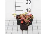12 X Cornus Canadensis - Corniolo Da Tappeto - Vaso 9 Cm X 9 Cm