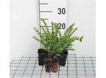 12 X Lonicera Nit. 'Maigruen' - Caprifoglio Sempreverde 'MaigrüN' - Vaso 9 Cm X 9 Cm