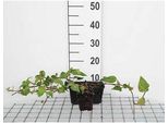12 X Hedera Colchica - Edera Caucasica - Vaso 9 Cm X 9 Cm