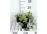 12 X Hedera Helix 'Marg. Elegantissima' - Edera 'Marginata Elegantissima' - Vaso 9 Cm X 9 Cm