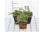 12 X Cotoneaster Proc. 'Queen Of Carpets' - Nespolo Rampicante 'Queen Of Carpets' - Vaso 9 Cm X 9 Cm