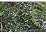 12 X Cotoneaster Horizontalis - Cotoneaster A Ventaglio - Vaso 9 Cm X 9 Cm