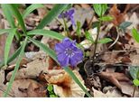 12 X Vinca Minor - Pervinca Piccola - Vaso 9 Cm X 9 Cm