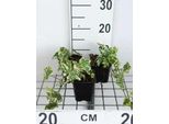 12 X Hedera Helix 'Yellow Ripple' - Gelbgewellter Efeu - Topf 9 Cm X 9 Cm