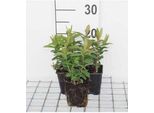12 X Hypericum Calycinum - Erba Di San Giovanni - Vaso 9 Cm X 9 Cm