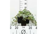 12 X Hedera Helix 'Glacier' - Edera Colorata - Vaso 9 Cm X 9 Cm
