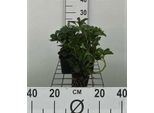 12 X Pachysandra Terminalis - Boden-Ackerschachtelhalm - Topf 9 Cm X 9 Cm