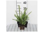 12 X Lonicera Nit. 'Elegant' - Mirto Da Siepe, Sempreverde - Vaso 9 Cm X 9 Cm