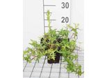 12 X Hedera Helix 'Sagittifolia' - Edera 'Sagittifolia' - Vaso 9 Cm X 9 Cm