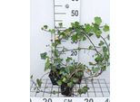 12 X Hedera Helix 'Woerner' - Edera Comune 'Woerner' - Vaso 9 Cm X 9 Cm