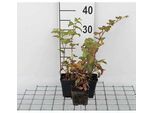 12 X Rubus Tricolor - Mora Cinese - Vaso 9 Cm X 9 Cm