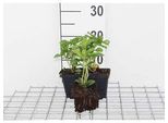 12 X Pachysandra Term. 'Green Carpet' - Uomo Spesso - Vaso 9 Cm X 9 Cm