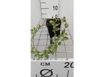 12 X Vinca Minor 'Argenteovariegata' - Kleine ImmergrüNe Waldrebe 'Argenteovariegata - Topf 9 Cm X 9 Cm