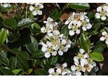 12 X Cotoneaster Dammeri - Nespolo Da Tappeto - Vaso 9 Cm X 9 Cm