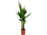 Palma Washingtonia Robusta 160-200 Cm - Palma Messicana A Ventaglio Per Patio, Veranda E Balcone - Pianta Esotica In Vaso