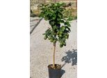 Limone Femminello Carrubaro - Citrus Limon, 130-170 Cm - Pianta Mediterranea Con Veri Limoni, Resistente, In Vaso
