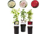Rosa Rampicante - Rosa Tricolour - Fiore Rosa-Bianco-Rosso - 3 Piante - Profumata - Bassa Manutenzione - 11Cm - Altezza Circa 40Cm