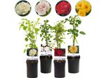 Rosa Rampicante - Rosa Rainbow - Fiori Rosa-Bianco-Giallo-Rosso - 4 Piante - Bassa Manutenzione - 11Cm - Altezza Circa 40Cm
