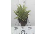 6 X Dryopteris Aff. 'Pinderi' - Felce A Scaglie Dorate Pinderi - Vaso 9 X 9 Cm