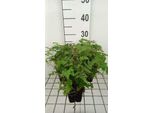 6 X Dryopteris 'Plumosum' - Felce Vermiforme Piumata - Vaso 9 X 9 Cm