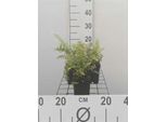 6 X Polystichum Setiferum - Felce A Scudo Soffice - Vaso 9 X 9 Cm