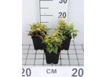6 X Cyrtomium Fortunei (Polystichum Fort.) - Felce A Scudo Lucida - Vaso 9 X 9 Cm