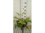 6 X Dryopteris Goldiana - Felce Vermiforme Di Goldie - Vaso 9 X 9 Cm