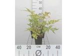 6 X Cyrtomium Falcatum (Polystichum Falc.) - Felce Falciforme Arcuata - Vaso 9 X 9 Cm