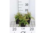6 X Dryopteris Aff. 'Cristata' (Aff. 'The King') - Felce Pettine 'The King'" Oppure ""Felce Vermiforme Decorativa 'The King' - Vaso 9 X 9 Cm"