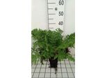 6 X Dryopteris Carthusiana - Felce Vermiforme Spinosa - Vaso 9 X 9 Cm