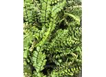 6 X Asplenium Trichomanes - Felce Striata - Vaso 9 X 9 Cm