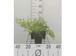6 X Osmunda Regalis - Felce Reale - Vaso 9 X 9 Cm