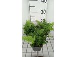 6 X Polystichum Rigens - Felce A Scudo Rigido - Vaso 9 X 9 Cm