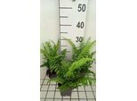 6 X Polystichum Munitum - Felce Spada Americana Occidentale - Vaso 9 X 9 Cm