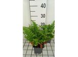 6 X Dryopteris F.-M. 'Crispa Cristata' - Felce Vermiforme Comune 'Crispa Cristata' - Vaso 9 X 9 Cm