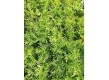 6 X Dryopteris F.-M. 'Lin. Polydactyl' - Felce Vermiforme Stretta - Vaso 9 X 9 Cm