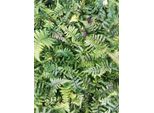 6 X Dryopteris Wallichiana - Felce Dell'himalaya - Vaso 9 X 9 Cm